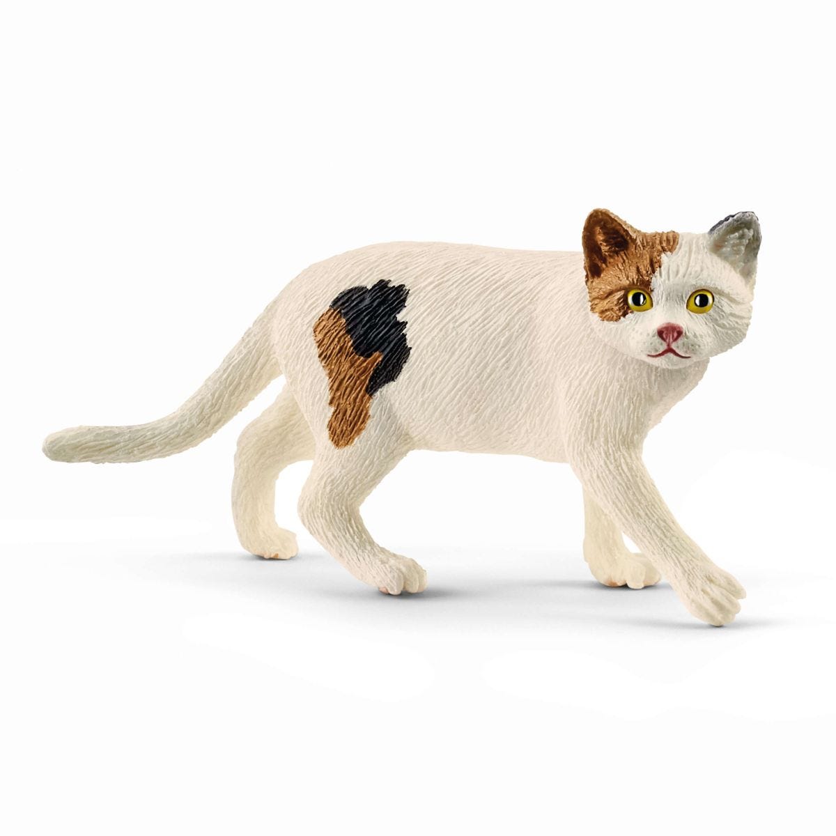 Amerikanische Kurzhaarkatze