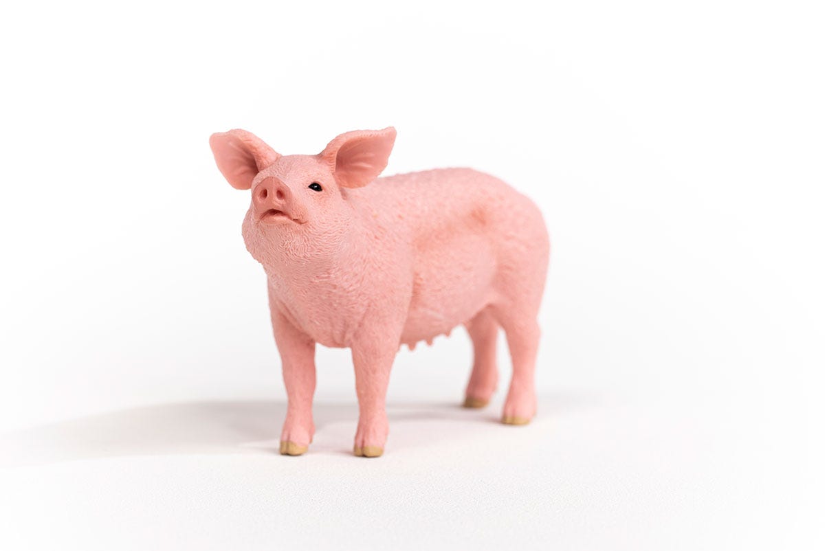 Schwein