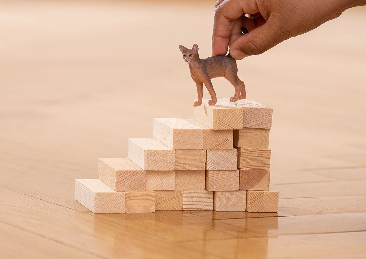 Abessinierkatze