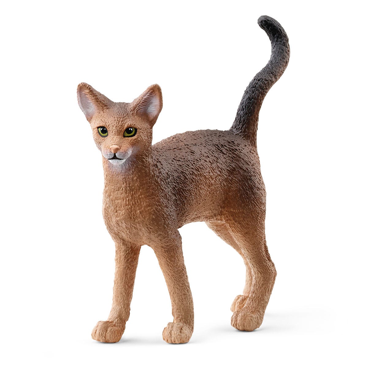Abessinierkatze