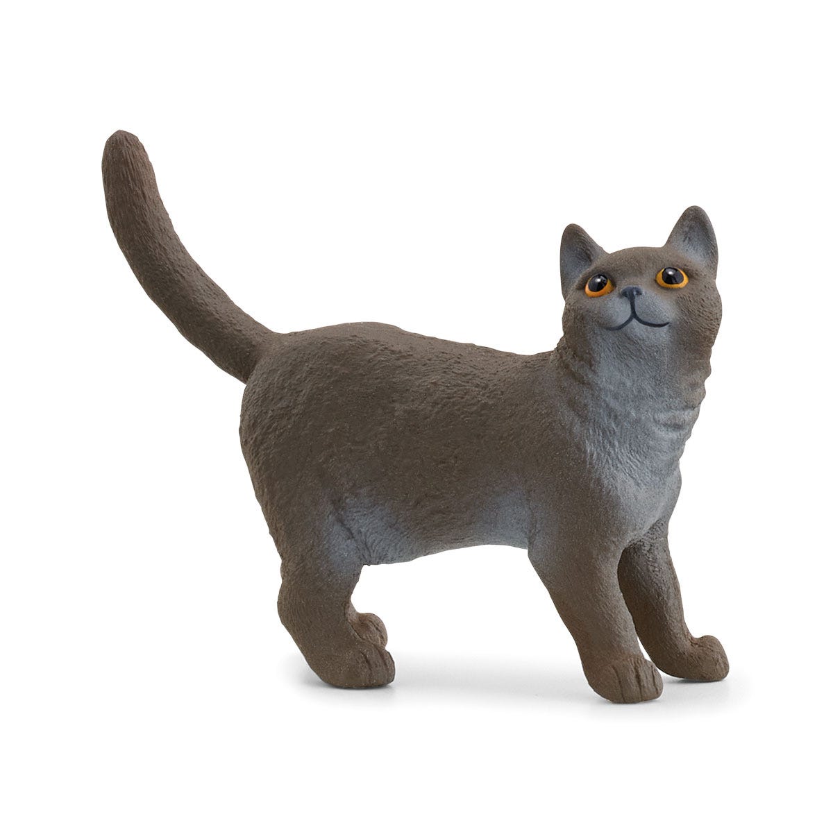 Britische Kurzhaar Katze