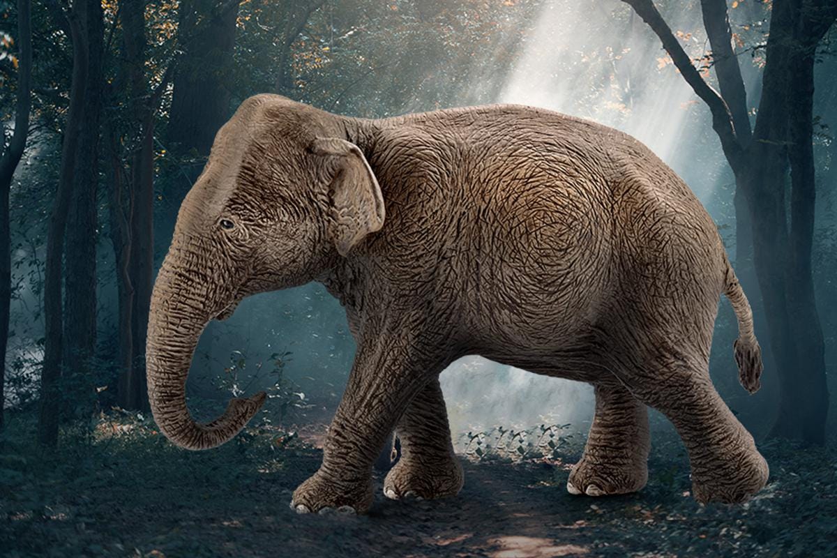 Eléphant d’Asie, femelle (bundle)
