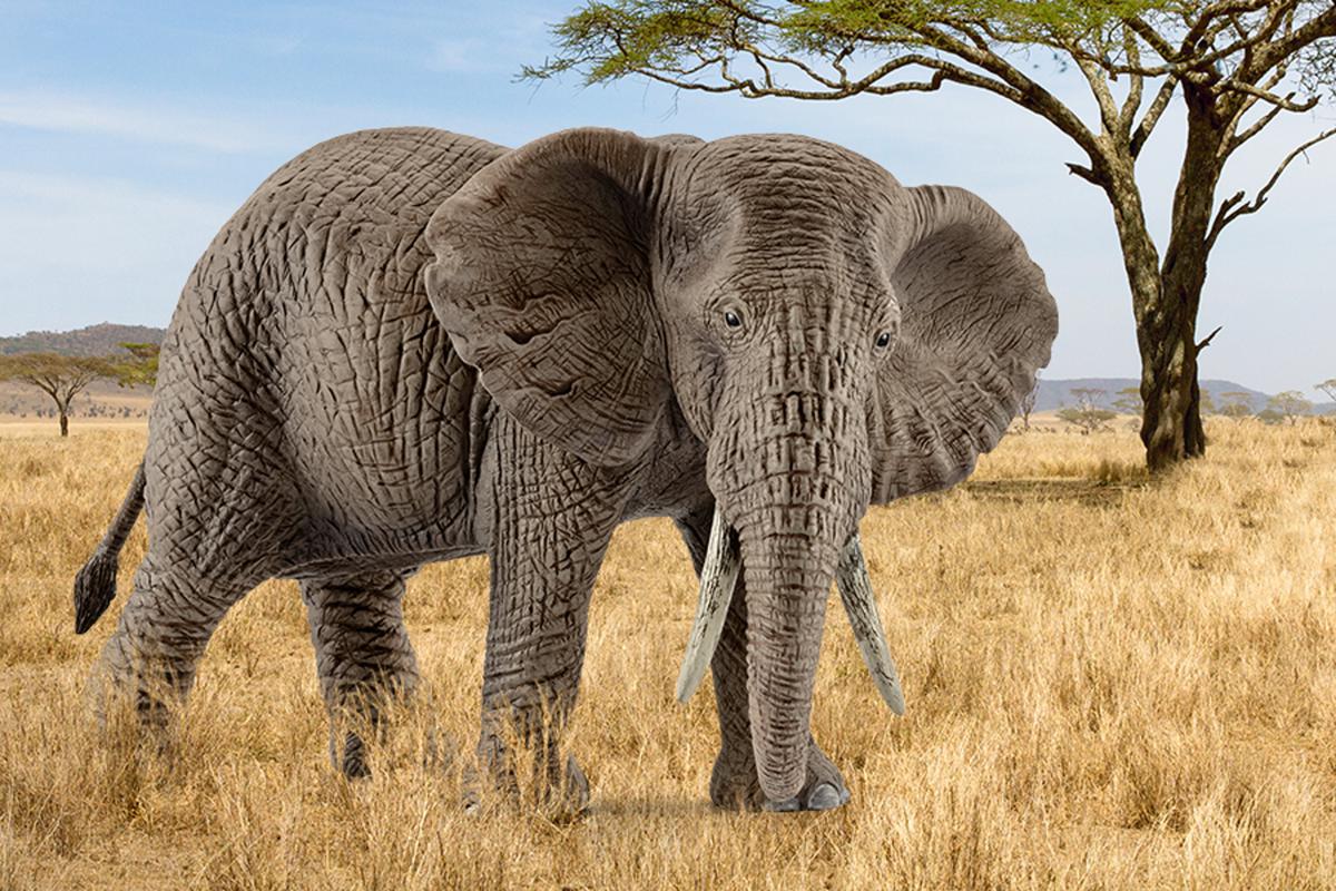 Afrikanische Elefantenkuh