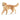 Golden Retriever Hündin