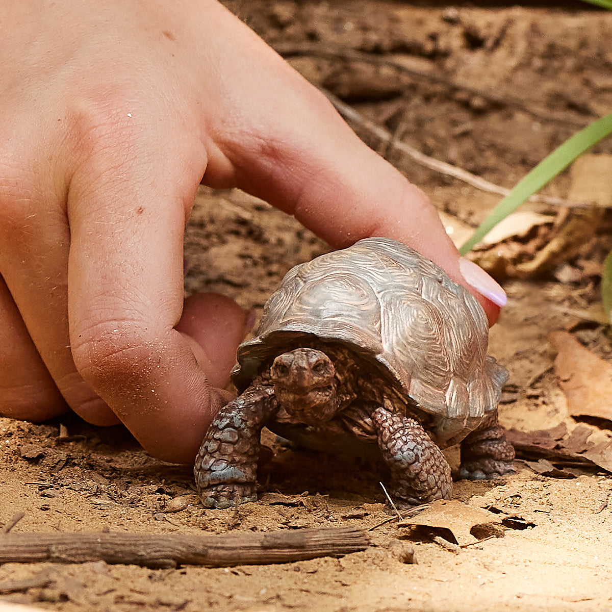 Riesenschildkröte