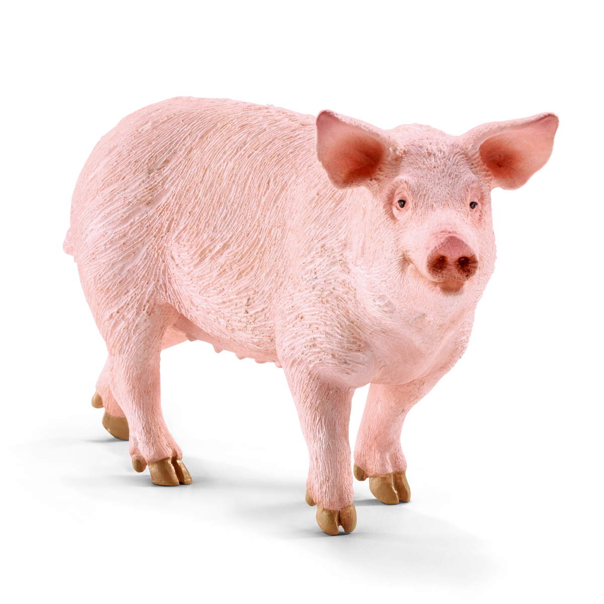 Cochon domestique