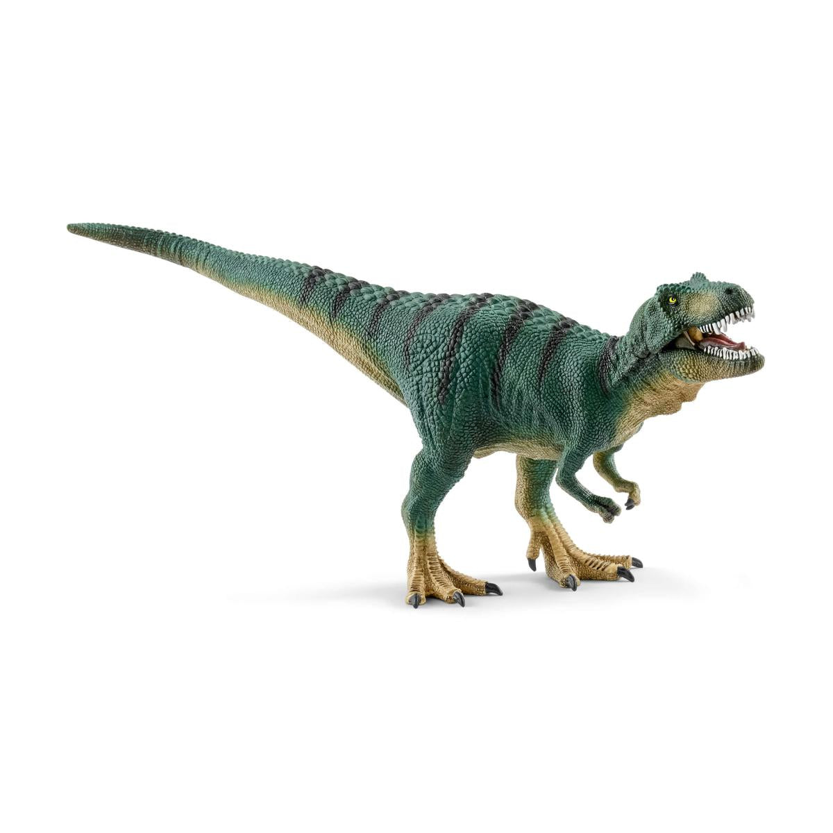 Jeune tyrannosaure Rex