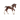 Trakehner Fohlen