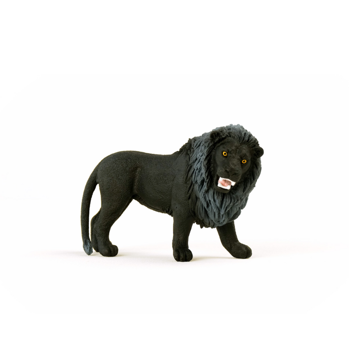 Lion noir, rugissant