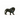 Lion noir, rugissant