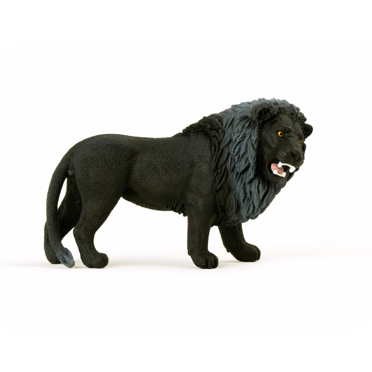 Lion noir, rugissant